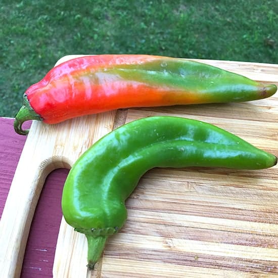 Hatch Chiles come in red and green color. A green chile was used in Cooking Chat's salsa recipe.