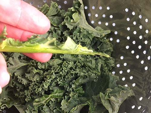 removing stem from kale while making kale pesto