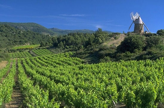 A vineyard in Minervois