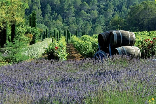 lavender growing in a field in Provence, France. 