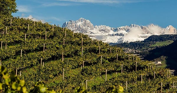 Scene of Alto Adige vineyard with mountains in the background.