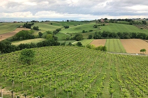 Vineyard at La Valenina, Abruzzo, Italy