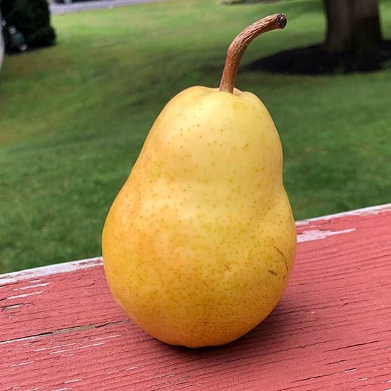 ripe pear on deck railing.