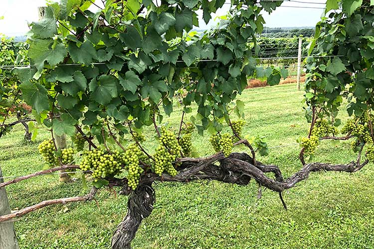 vines at Westport Vineyard Winery