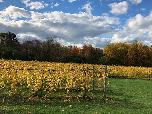 vines at Shelburne Vineyard in the fall.