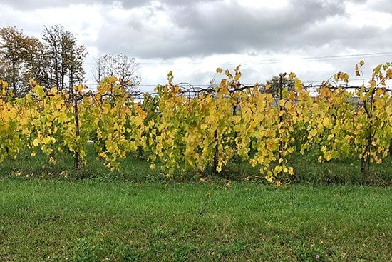 vines at Shelburne Vineyard after harvest.