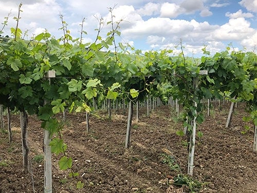 grape vines trained using the pergola trellis system