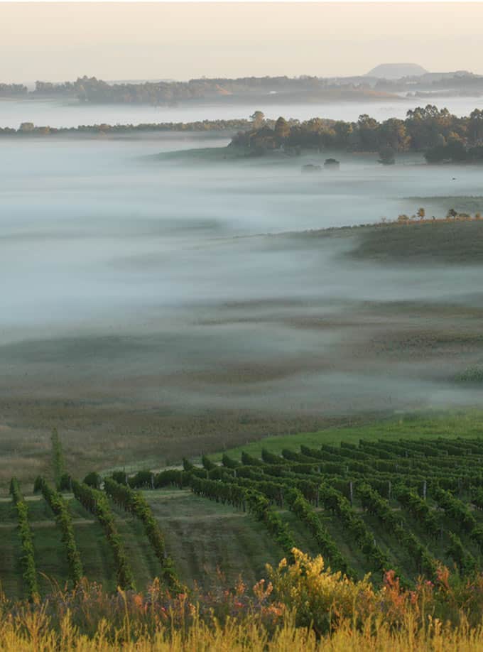 Bodega Cerro Chapeu vineyard, which produces high quality Tannat in Uruguay. #wineries