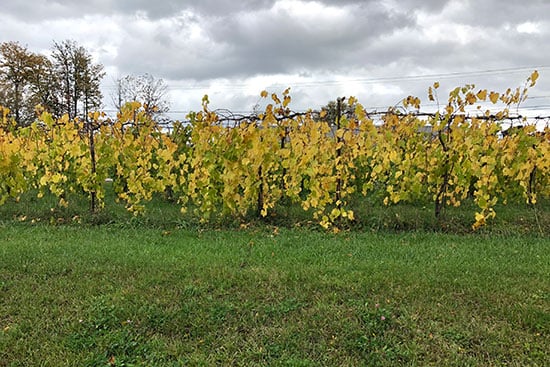 vines at shelburne vineyard.