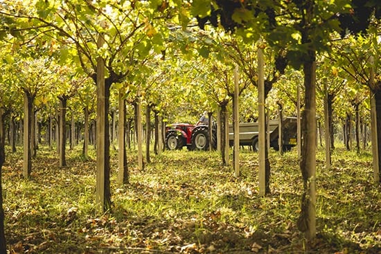 grape vines grown using pergola system.