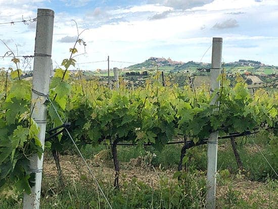 grape vines with hill town in distance.