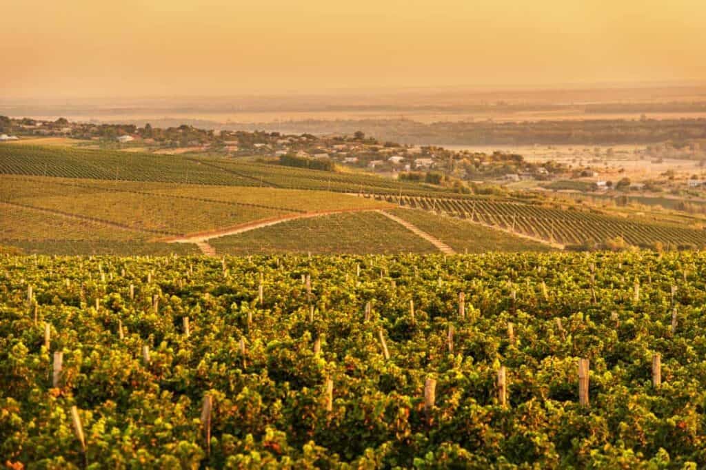vineyard in Moldova