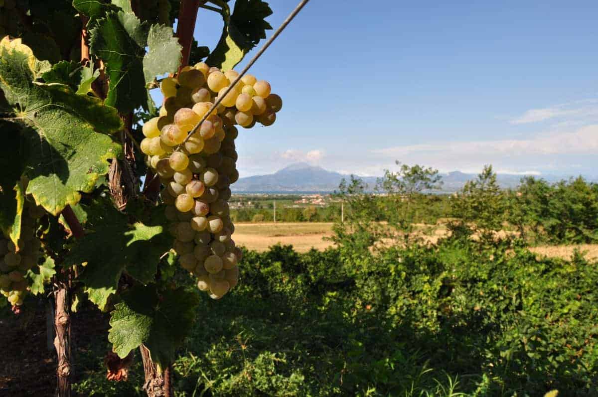 Turbiana grapes and Lugana view