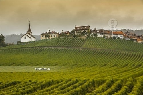 view of vines in the Jura region of France.