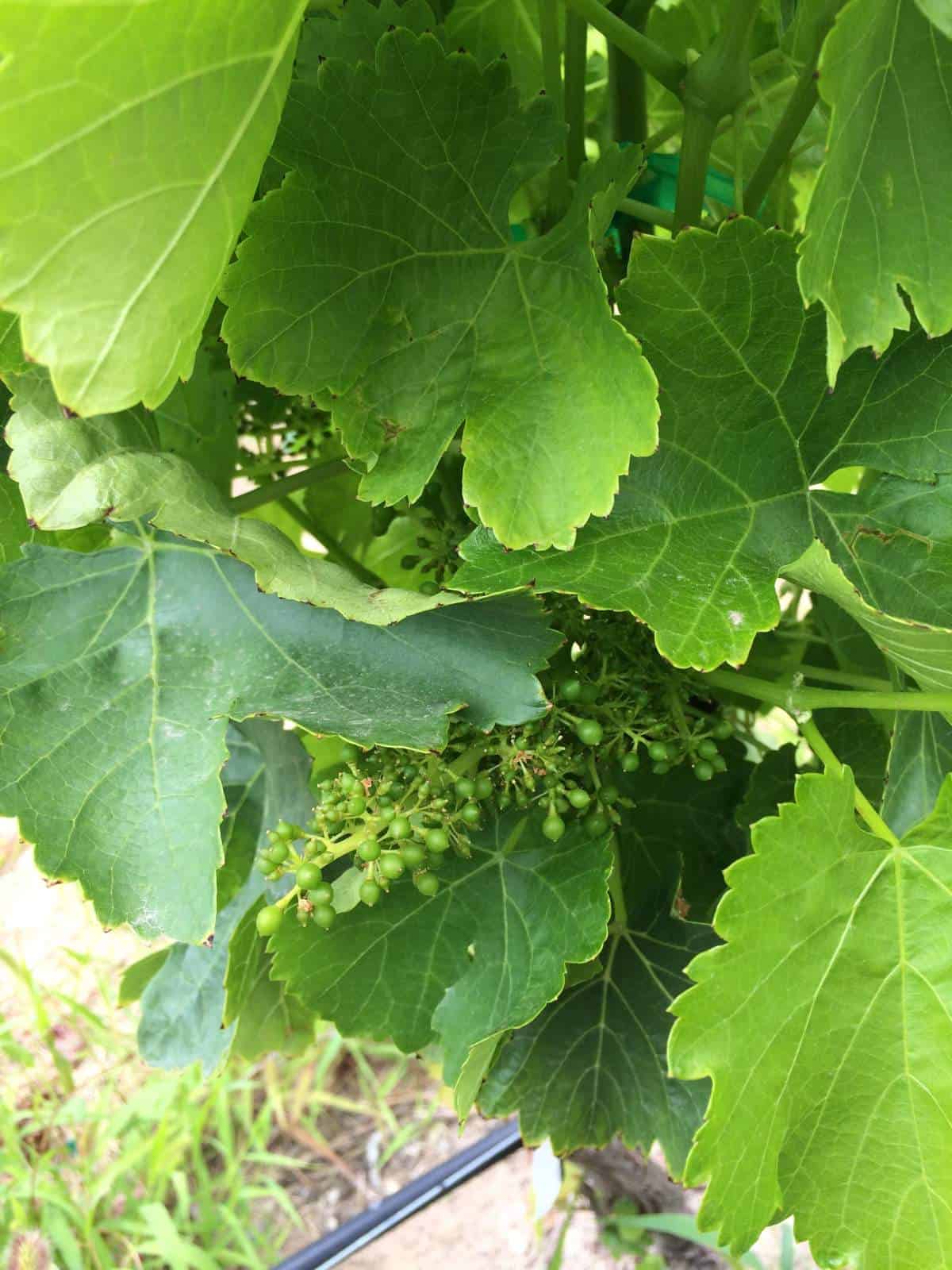grapes starting to grow amidst grape vine leaves.
