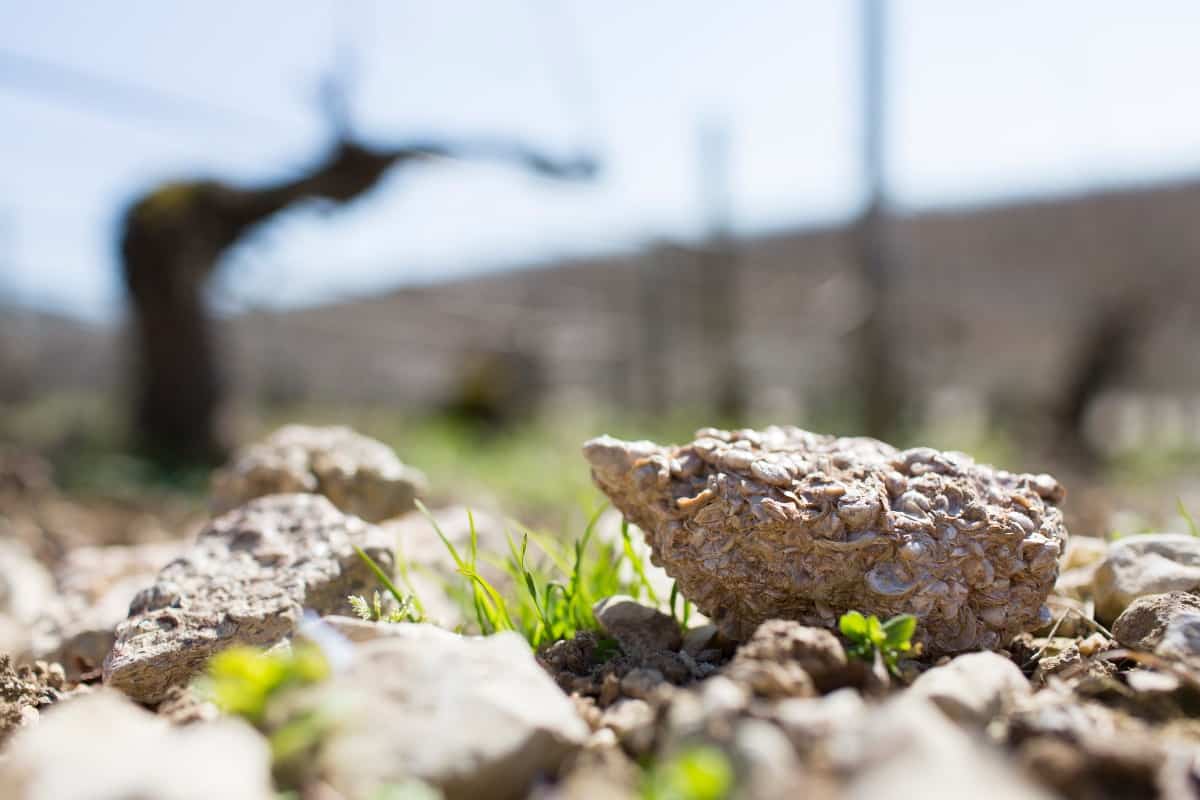 closeup of Kimmeridgean soil from Chablis, France.