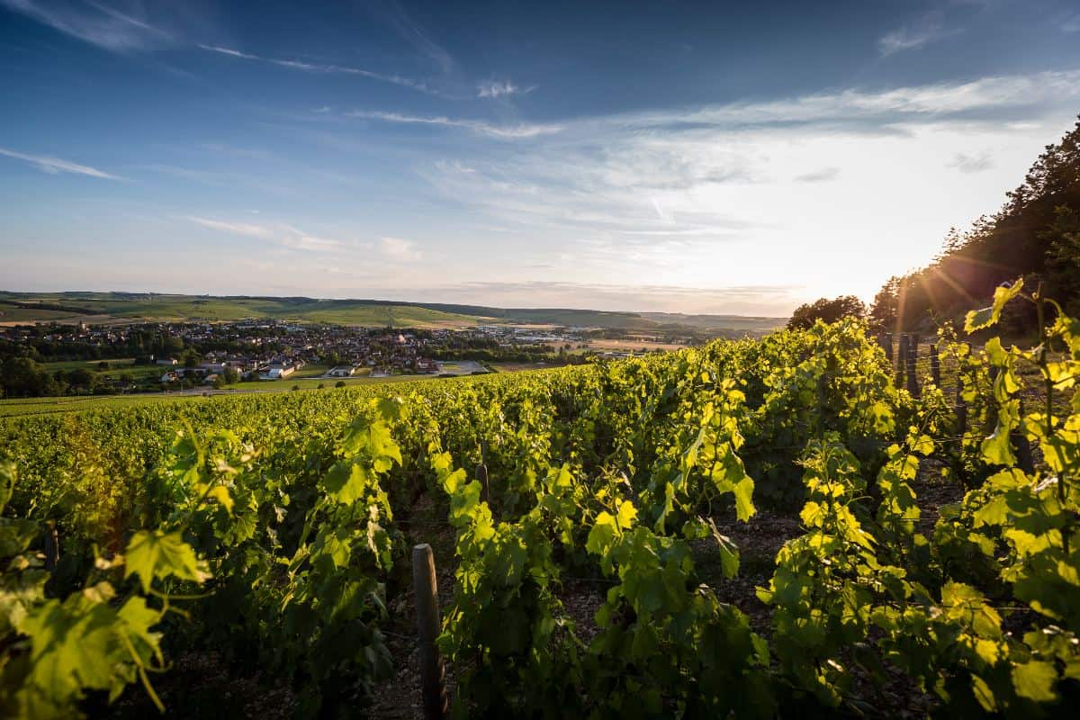 photo of grape vines near the village of Chablis, France.