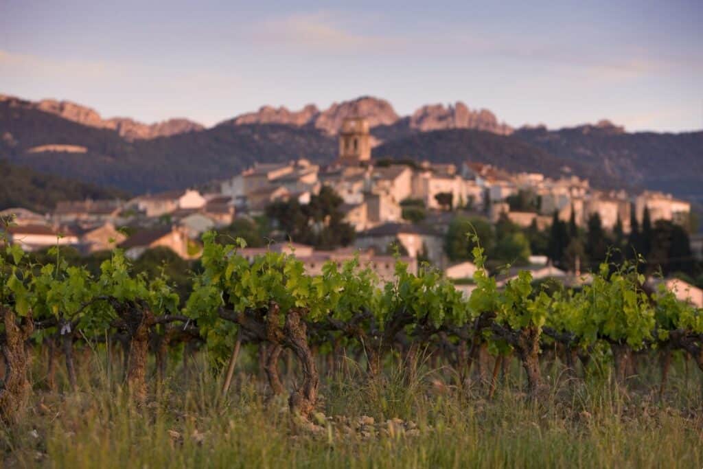 view of grape vines in the foreground with a French village in the background.