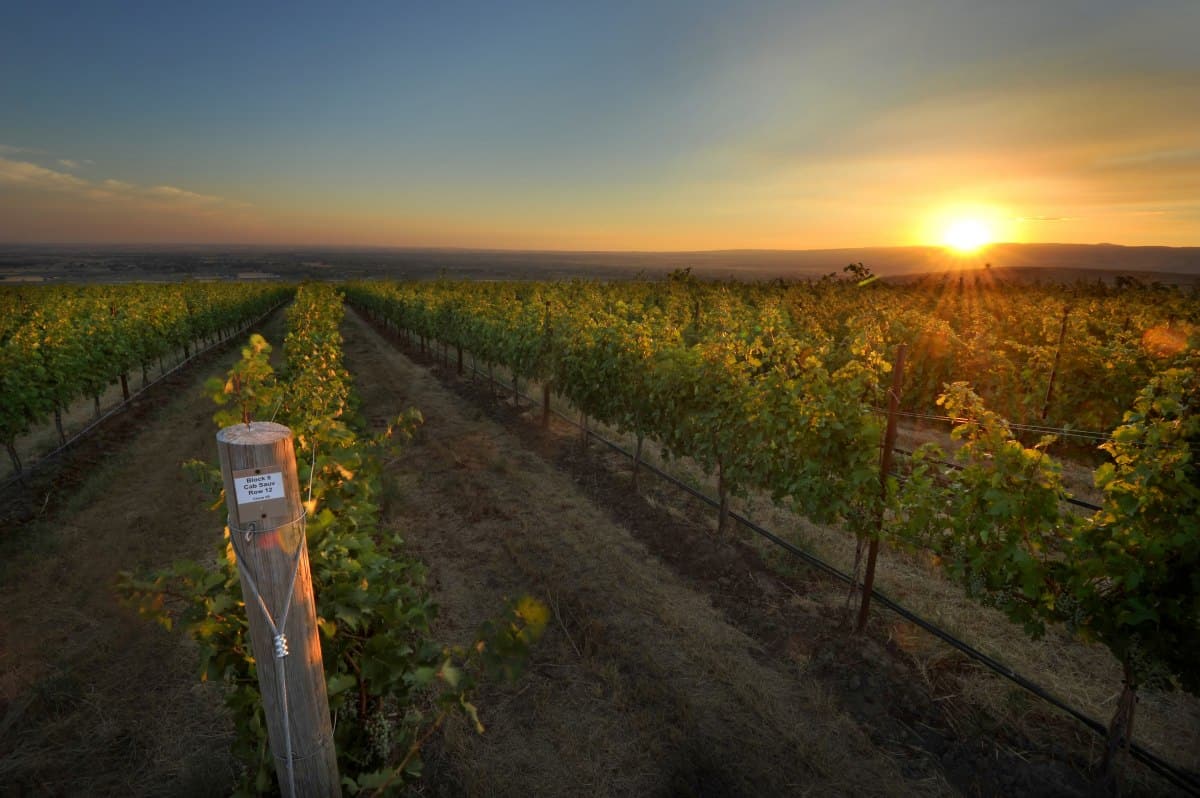 sun set at a vineyard with rows of grape vines.