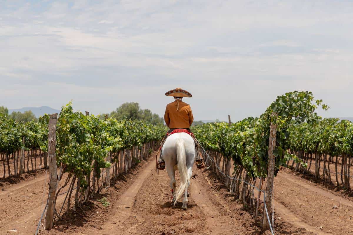 a man wearing a sombrero on a white horse inspecting the vines at Vinos Guanamé. 