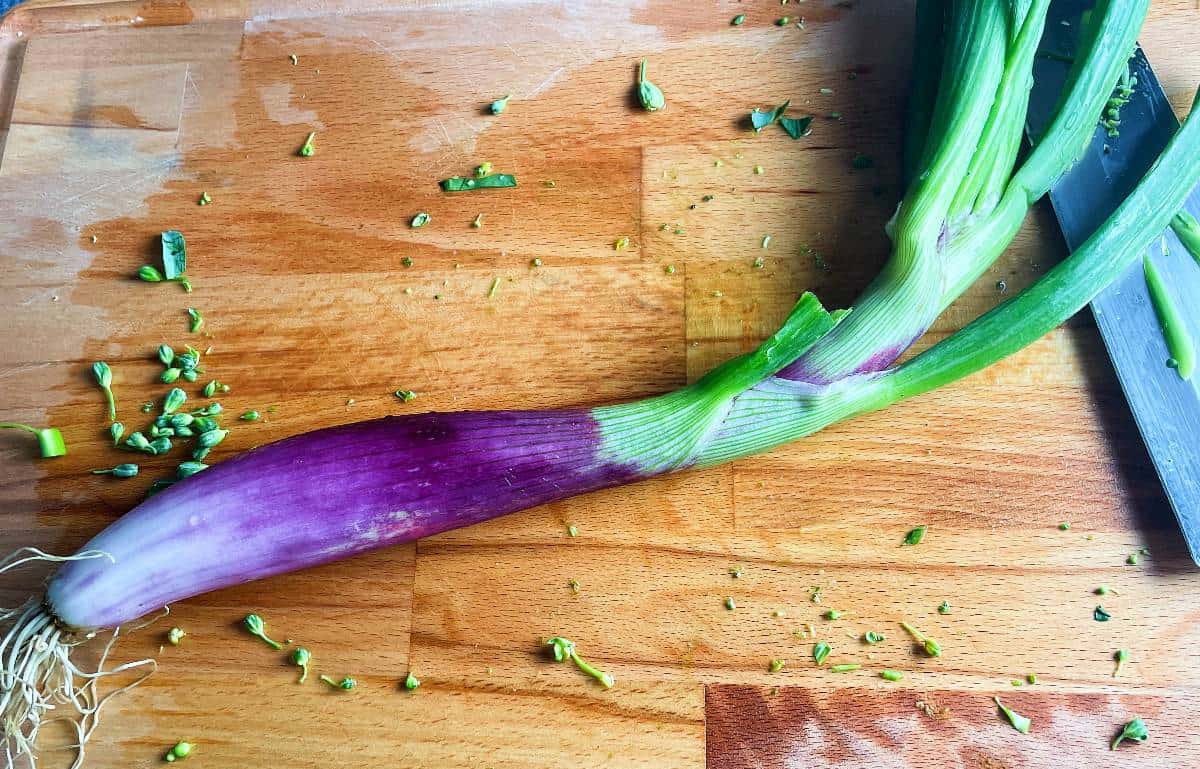 a tropea onion on a cutting board. The long, thin bottom is a purplish color, and it has a green top.