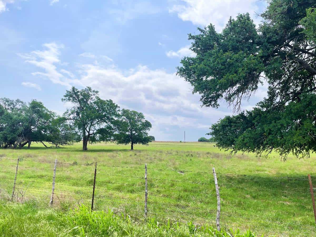 rolling hills and trees in Texas wine country.