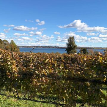 Vineyard with ocean views at a coastal New England winery, representing unexpected U.S. wine states