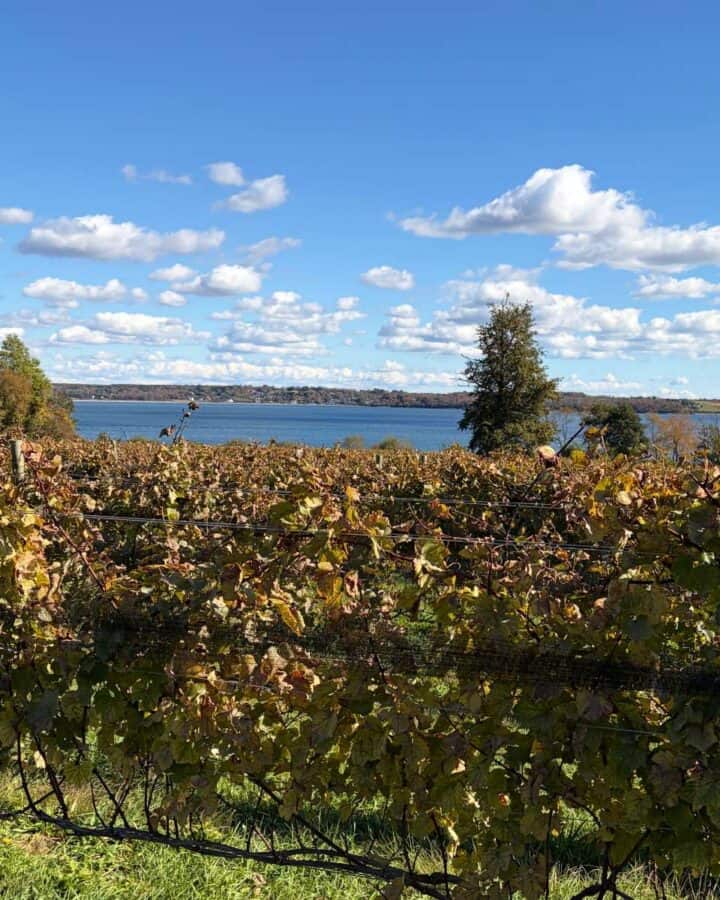 Vineyard with ocean views at a coastal New England winery, representing unexpected U.S. wine states