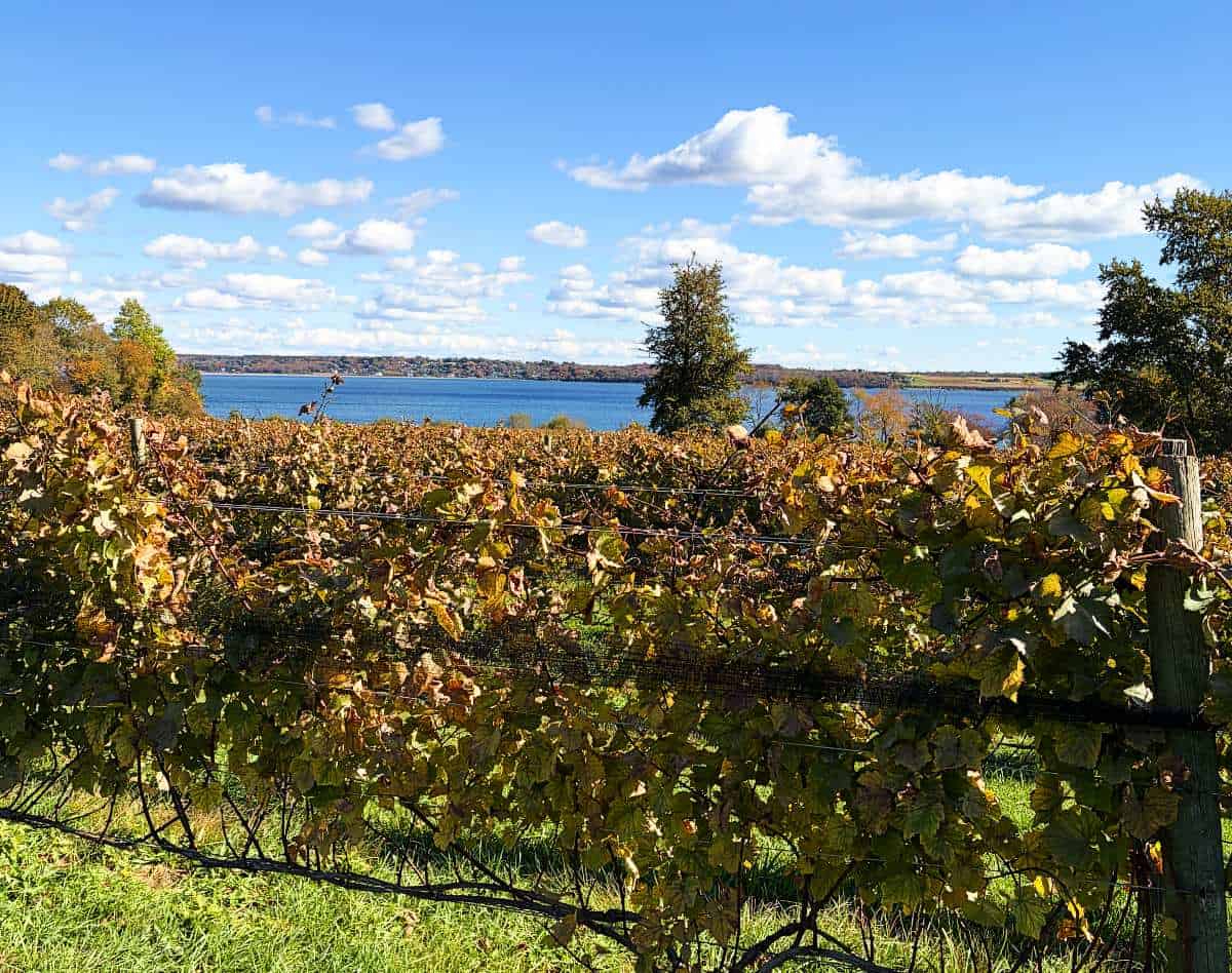 closeup of grapevines in the autumn with a view of the ocean in the background.
