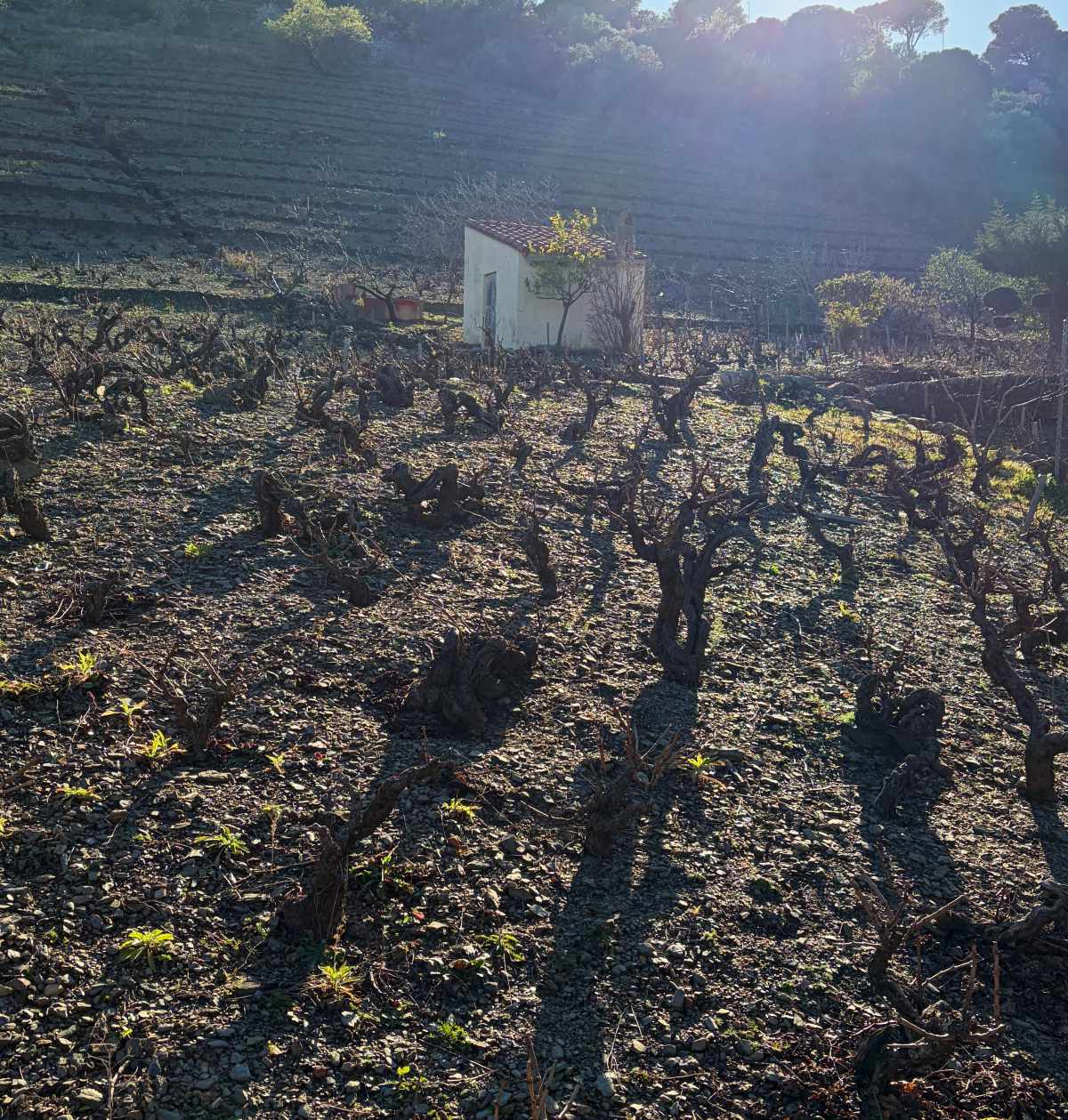 Winter vines on the steep terraces of Banyuls-sur-Mer