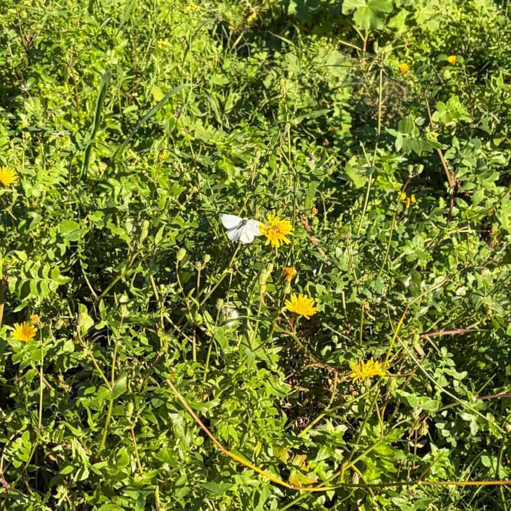 a white butterfly landing on a dandelion.