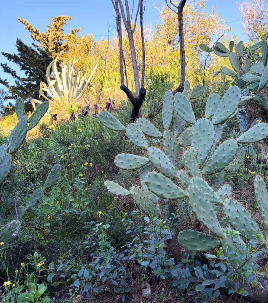a cactus outside Banyuls-sur-Mer.