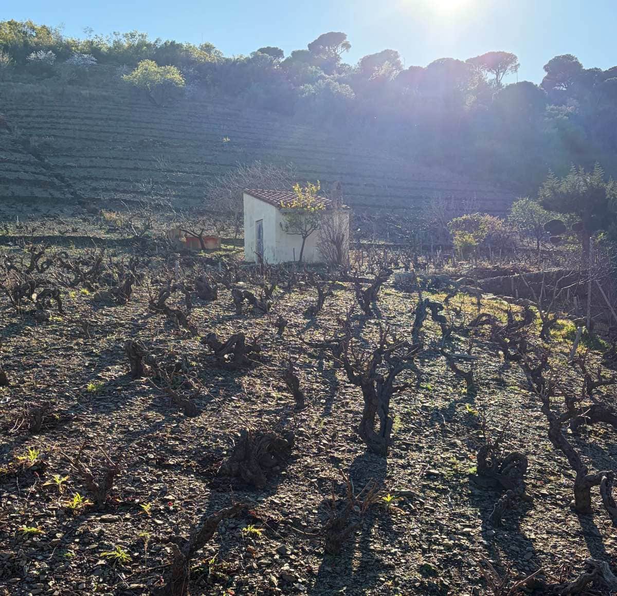 gnarly grapevines with a small white shed in the vineyard.
