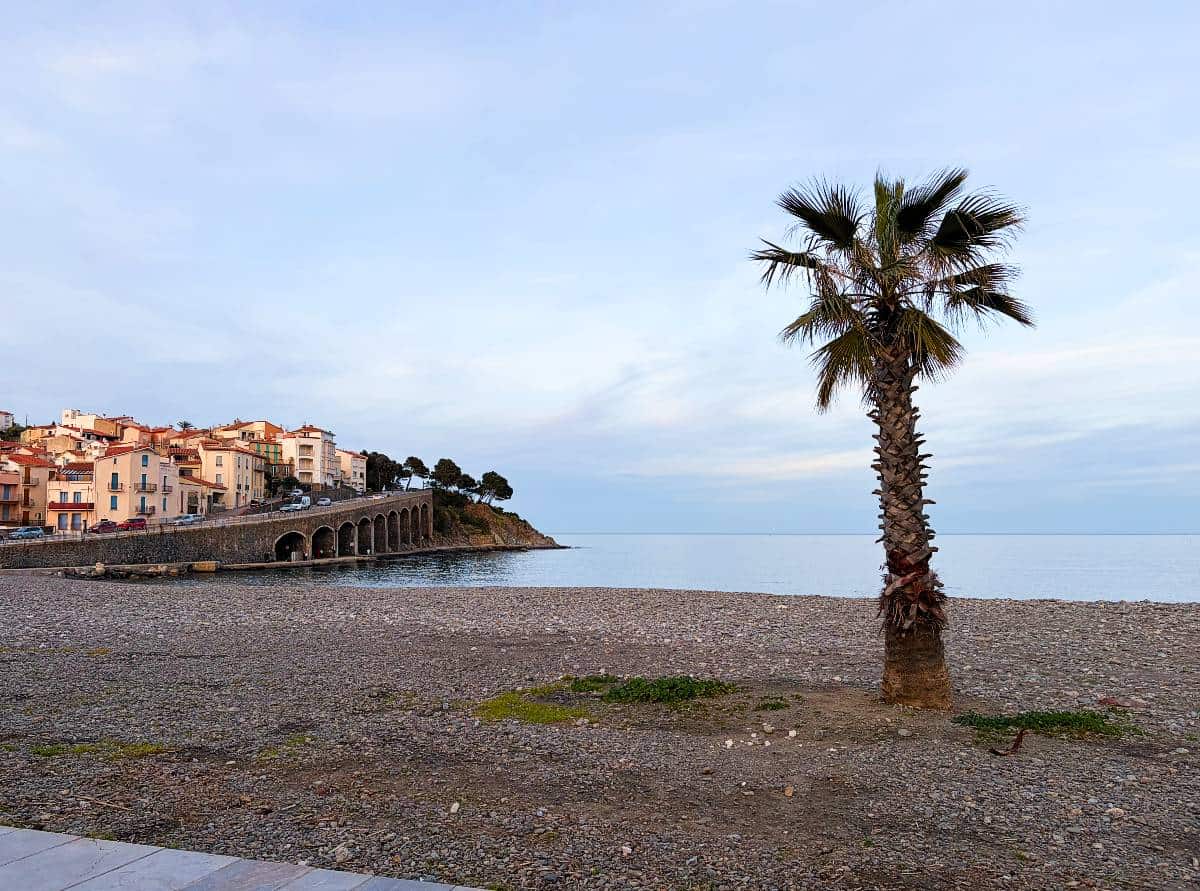 A palm tree on a pebbly beach with the sea in the background and houses on the hill.