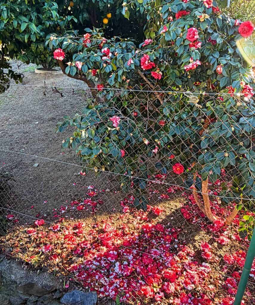 red flowers on a bush with many of their petals fallen to the ground.